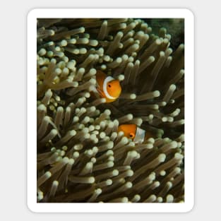 A Pair of Anemonefish Sticker